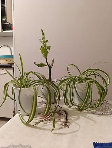 цены орхидеи: Продаются хлорофитум и педилантус цена за штуку 100с Идеально: - для — 3