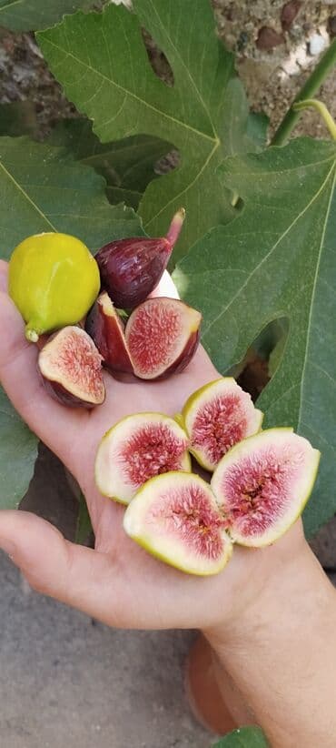 где купить саженцы гортензии в бишкеке: Продаю саженцы инжира. Возраст 1 год 8 месяцев. Саженцы растут в — 3