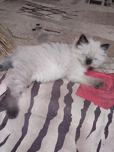возьму котят: Очаровательные сиамские котята,пушистые девочки. Крысоловы.Пятнистый — 3