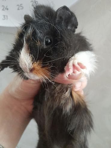 день сяпина: Морские свинки, мальчики и девочки, возраст 2,5 месяца — 3