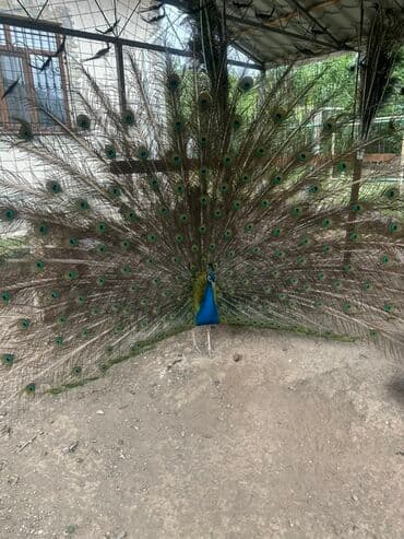 необычные животные: Павлин с ярким оперением хвоста. Самец павлина демонстрирует свой — 5