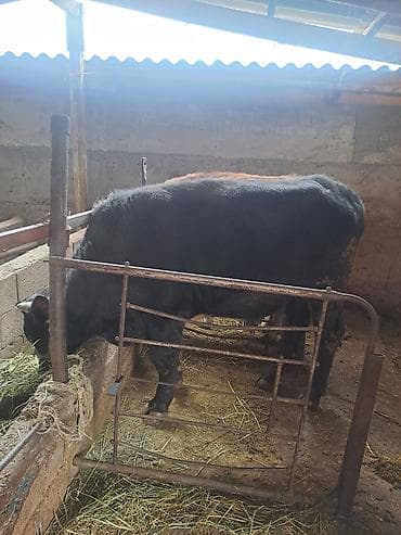 галштин карова: Продаю | Бык (самец) — 1