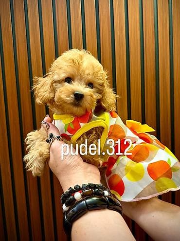 Щенки той пуделя! Готовятся к продаже породные щенки той пуделя. С