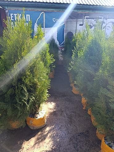 СРОЧНО ПРОДАЮТСЯ ТУИ❗❗❗ 200 ШТУК❗❗❗ СОРТ КНИЖКА