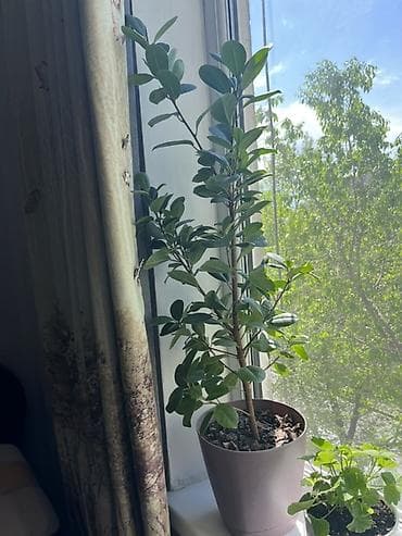 Фикус Бенджамина, комнатное дерево в горшке. - Высота растения: около