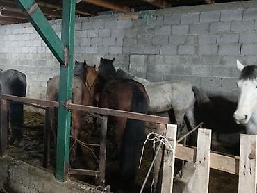 жеребец кроет кобыл: Продаю | Кобыла (самка) | Для разведения — 4