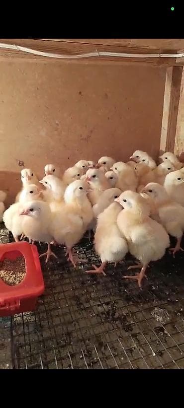 черный пестр: Продаю | Цыплята | Леггорн | На забой — 2
