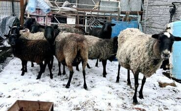 жылкылар сатылат: Сатам | Ургаачы кой (ургаачы), Козу, Кочкор (эркек) | Гиссар, Арашан, Романовская | Көбөйтүү үчүн | Бооз, Жасалма жол менен боозутуу, Ургаачы — 4