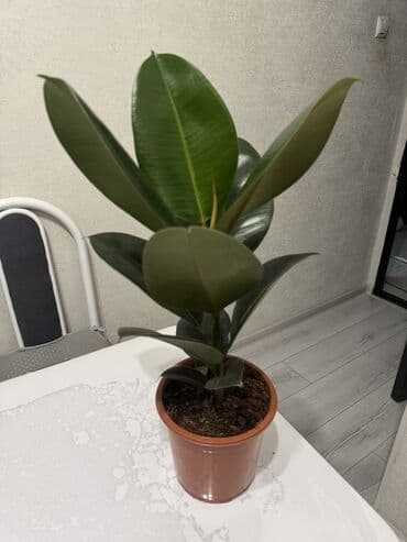 декоративные саженцы: Пальмы(Хомедория),замиокулькасы(доллар) Зензи,черный доллар,зеленый — 8