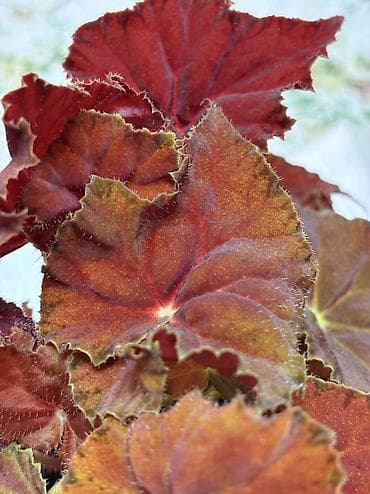 питомник растений: Продаю бегонии. Цены 300-600 сом
Район восточ. А/В или рядом с ГУМом — 4