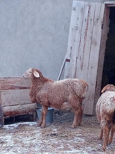 домашные животные: Продаю | Ягненок | Арашан | На забой — 2