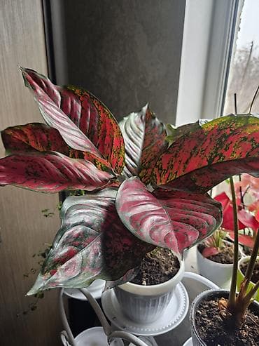 Лимоны: Комнатные растения в горшках: 1) Фикус (Ficus elastica — 2