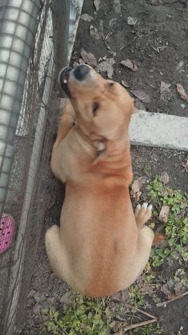 Ит кууту: Собака среднего размера, коренастого телосложения. Окрас рыжий — 6