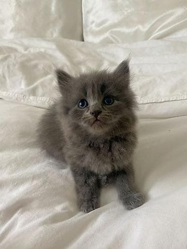 коты на вязку: 🎁 Полностью домашние, к лотку и миске приучены (ну, почти — они — 10