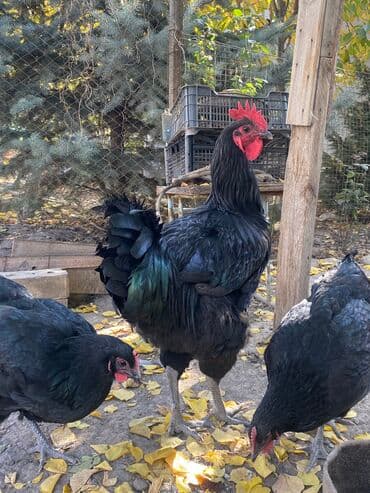 куры доминанты: Продаю | Петух | Для разведения — 3