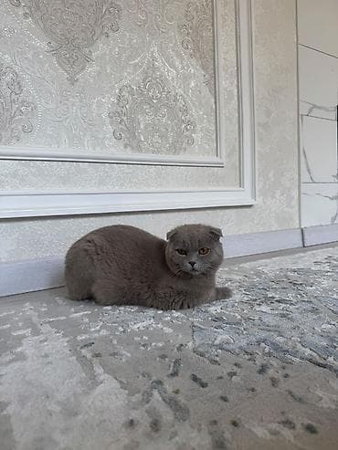 Продажа кошек: 🐾 Продаётся кот породы Scottish Fold 🐾 Красивый и породистый кот — 1