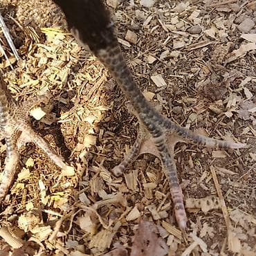 Зоотовары: Продаю | Куры | Домашняя | Несушки — 2