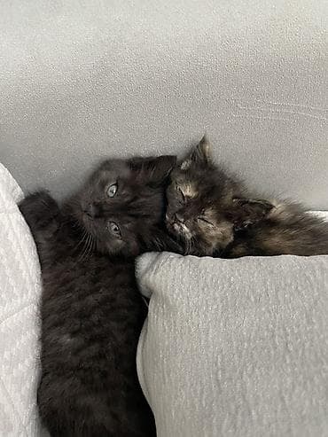 scottish fold: Отдам котят в добрые руки, мальчик и девочка 1-1,5 месяца — 1