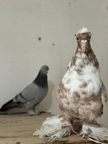 дом для собаки: Продам голубей два самца — 3