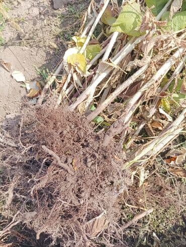 купить луковицы тюльпана: Продаю саженцы ремонтантной малины Сорт Геракл Цена по 15 с за корень — 2