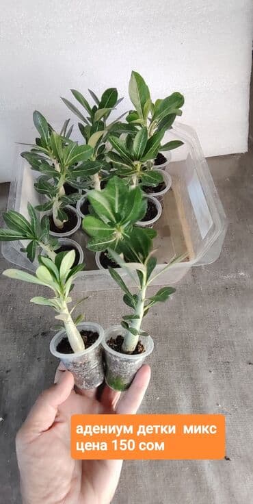 семена адениума купить: Адениум Обесум МIX Роза пустыни. Детки адениума( цвета микс — 1