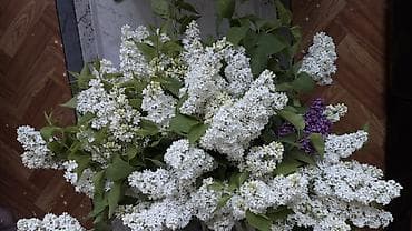 Срезанные ветви сирени белого цвета — пышные соцветия - Сортовая