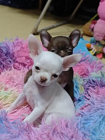 Животные: 🐾 Ищете настоящего породистого чихуахуа? ✨ В продаже клубные щенки — 5