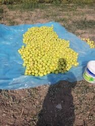 корзина с фруктами в подарок: Яблоки — 10