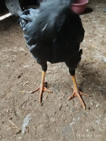 сколько стоит корова: Продаю петуха бойцевой Дакан молодой — 6