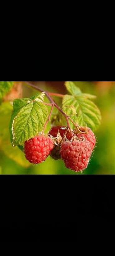 кунажын бишкек: Малина Чекене — 1