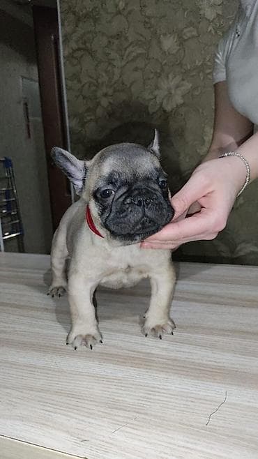 булдок: Продаются щенки французского бульдога от привозных молодых родителей — 6