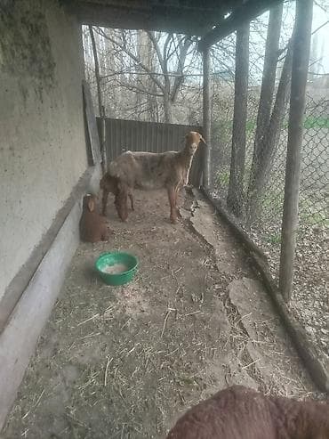 романовские овцы: Продаю | Овца (самка) | Для разведения | Матка — 4