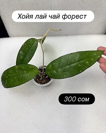Хойи: Хойя (Hoya) Nui 400 сом( Hoya macrophylla от 250 сом Хойя — 9