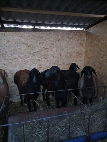 продажа кормов для сельскохозяйственных животных: Продаю | Овца (самка), Баран (самец) | Для разведения — 5