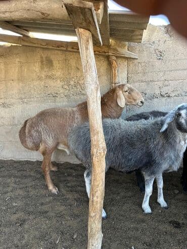 сетка шарнирные: Арашан кочкор линия Широкого 3жаш — 3