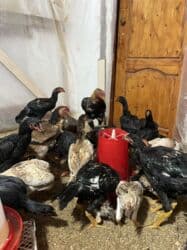 куры доминанты: Продаю | Куры | Бойцовая | Для боев — 1