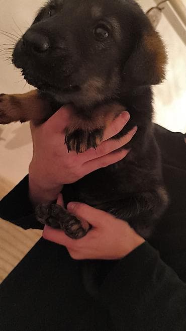 красный страитель: Щенки-дворняги, помёт 2 окраса: черно‑подпалые и рыже‑подпалые — 6