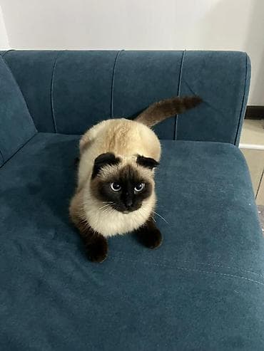 Продажа кошек: Парода Скоттиш Фолд Шотландская вислоухая кошка, 5 месяца мальчик — 3