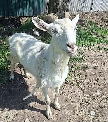 купить ослика: Продаю | Коза (самка) | Для молока — 2