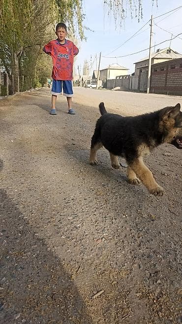 немецка овчарка: Щенок немецкой овчарки - Порода: немецкая овчарка (классический — 4