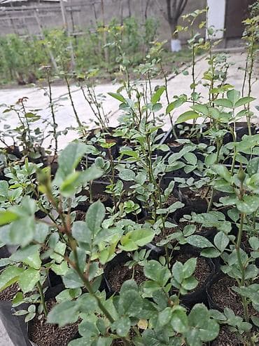 роза в горшке: Саженцы Самовывоз, Платная доставка — 2