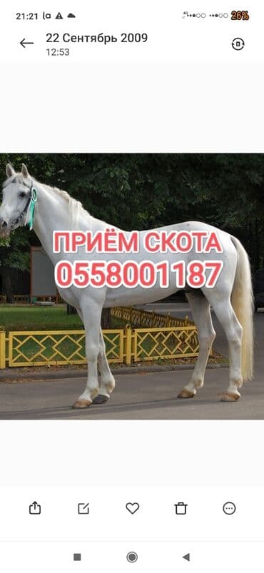 Куплю | Коровы, быки, Лошади, кони, Другие с/х животные | Круглосуточно, Любое состояние, Забитый