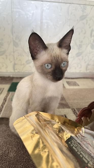 Сиамская, 6 месяцев, Мальчик, Приучена к лотку at lalafo.kg Сиамская, 6 месяцев, Мальчик, Приучена к лотку