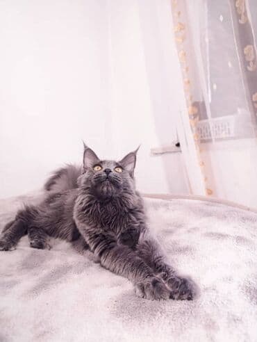 американская енотовая кошка: Мейн-кун, 4 айлык, Эркек, Көгүлтүр, Лотокко барууга үйрөтүлгөн, Курттардан тазаланган, Документтери менен — 5