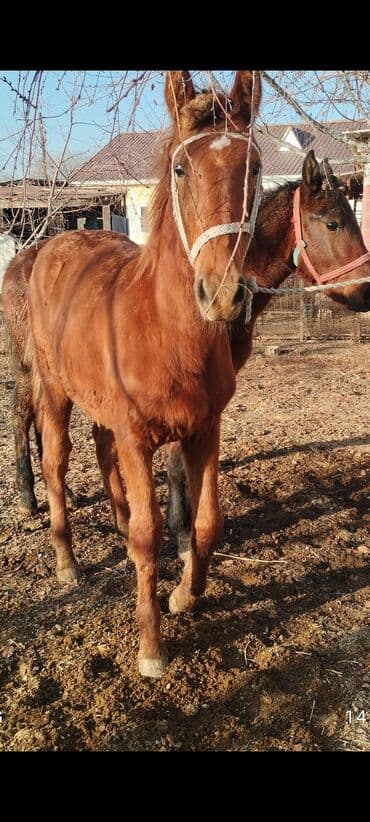 бык продаю: Продаю | Жеребенок | Рабочий — 1