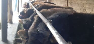 продаю связи с переездом: Продаю | Бык (самец) — 7