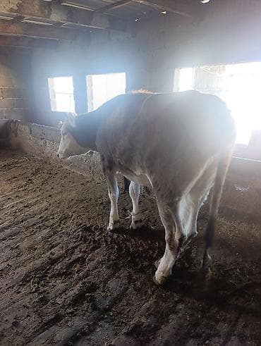 аквариум продаю: Продаю | Тёлка | Для разведения | Нетель — 3