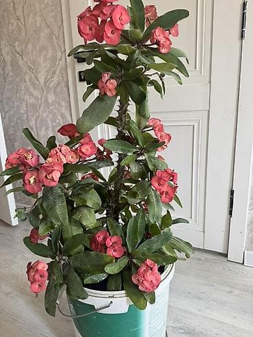 Эуфорбия Миля (Euphorbia milii), крупный комнатный куст. - Высота