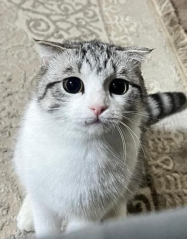 сколько стоит сибирская кошка котенок: ОТДАЮ ДАРОМ в хорошие руки! порода/тип: домашний кот с короткой — 1