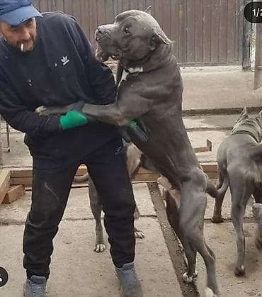 работа выгул собак: Продается щенок кубинского питбультерьера, 3 месяца, всё прививки — 4